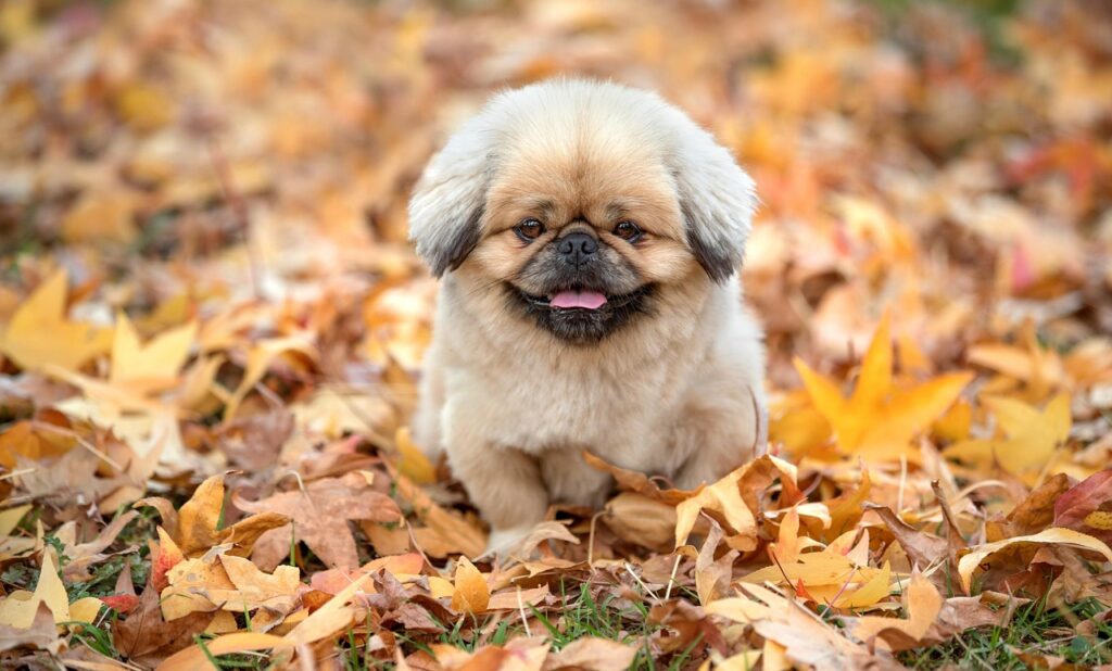 在宅講座を比較して主婦に最適な選び方は？