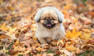 在宅講座を比較して主婦に最適な選び方は？