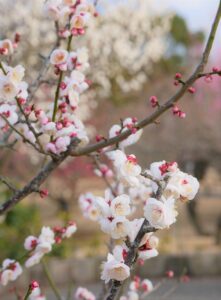 FP資格は本当に必要ないのか、メリットとデメリットを解説します？